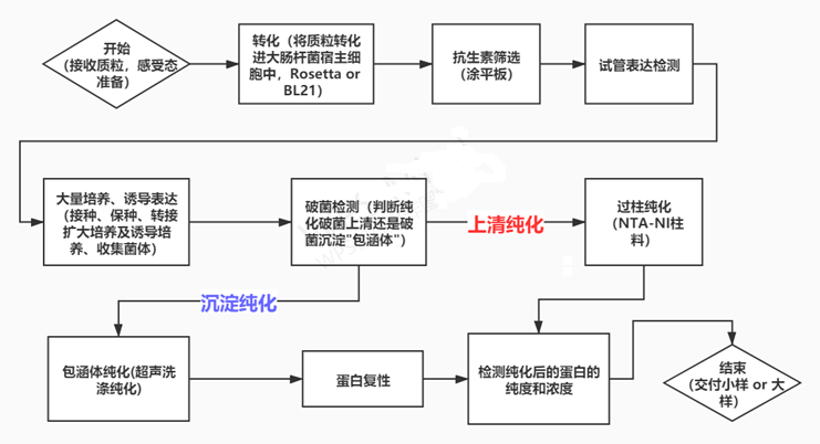 蛋白表达-大肠杆菌原核表达纯化