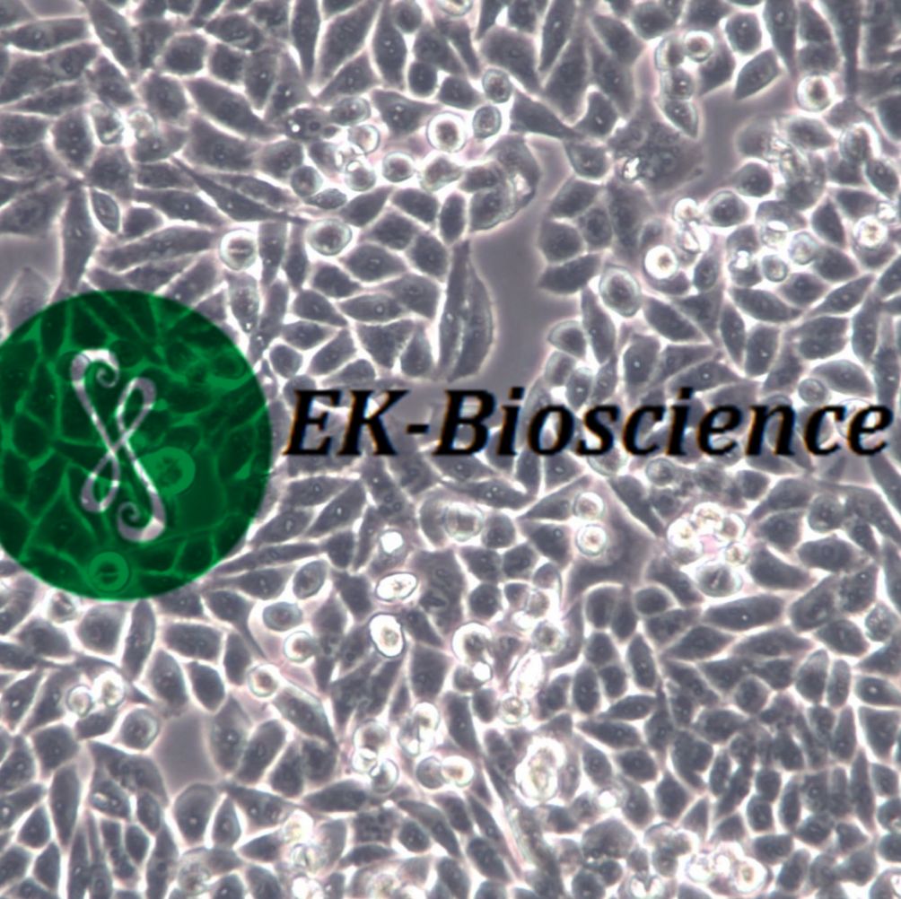 BV2细胞株、BV2细胞系、BV2细胞、BV2小鼠小胶质细胞BV2