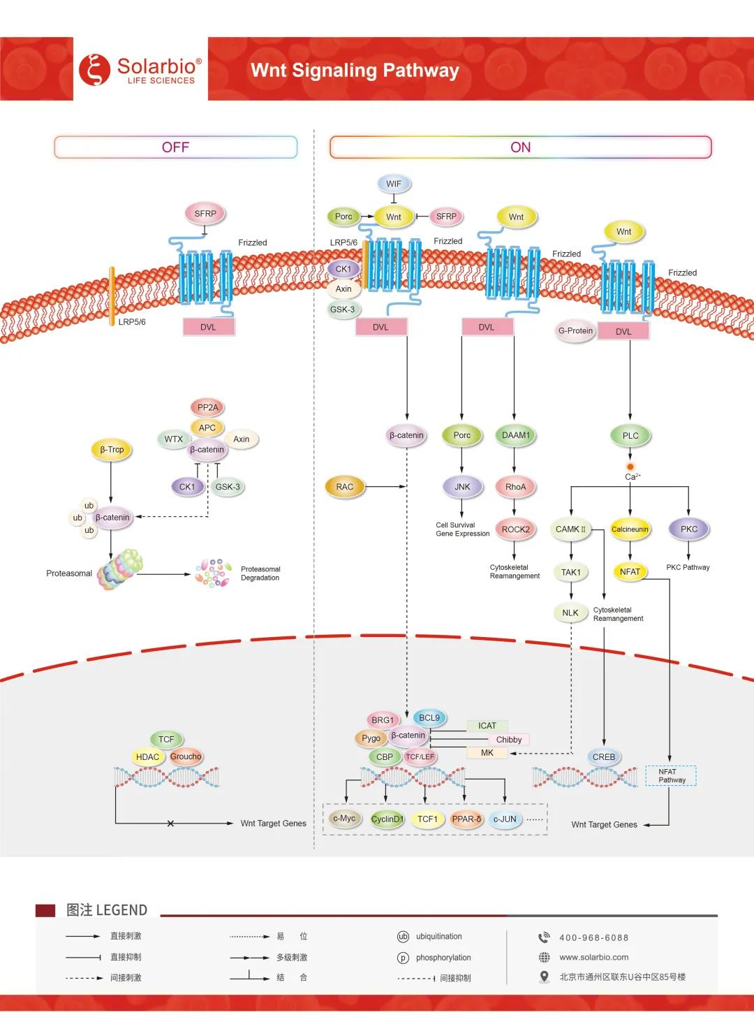 拒绝“秃”如其来，Wnt/β-catenin功不可没