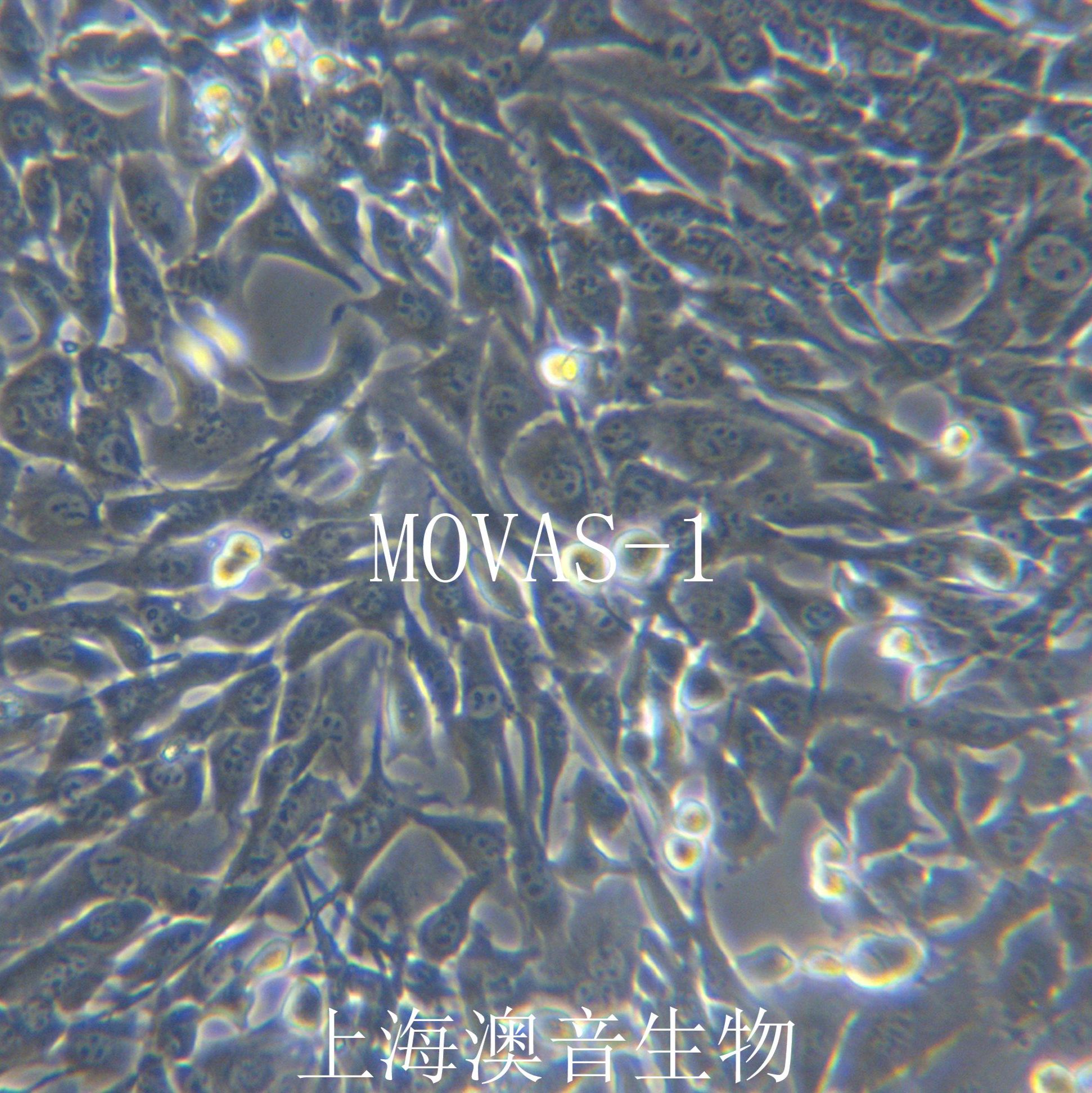 MOVAS-1[Movas-1; MOVAS; Movas]小鼠主动脉平滑肌细胞