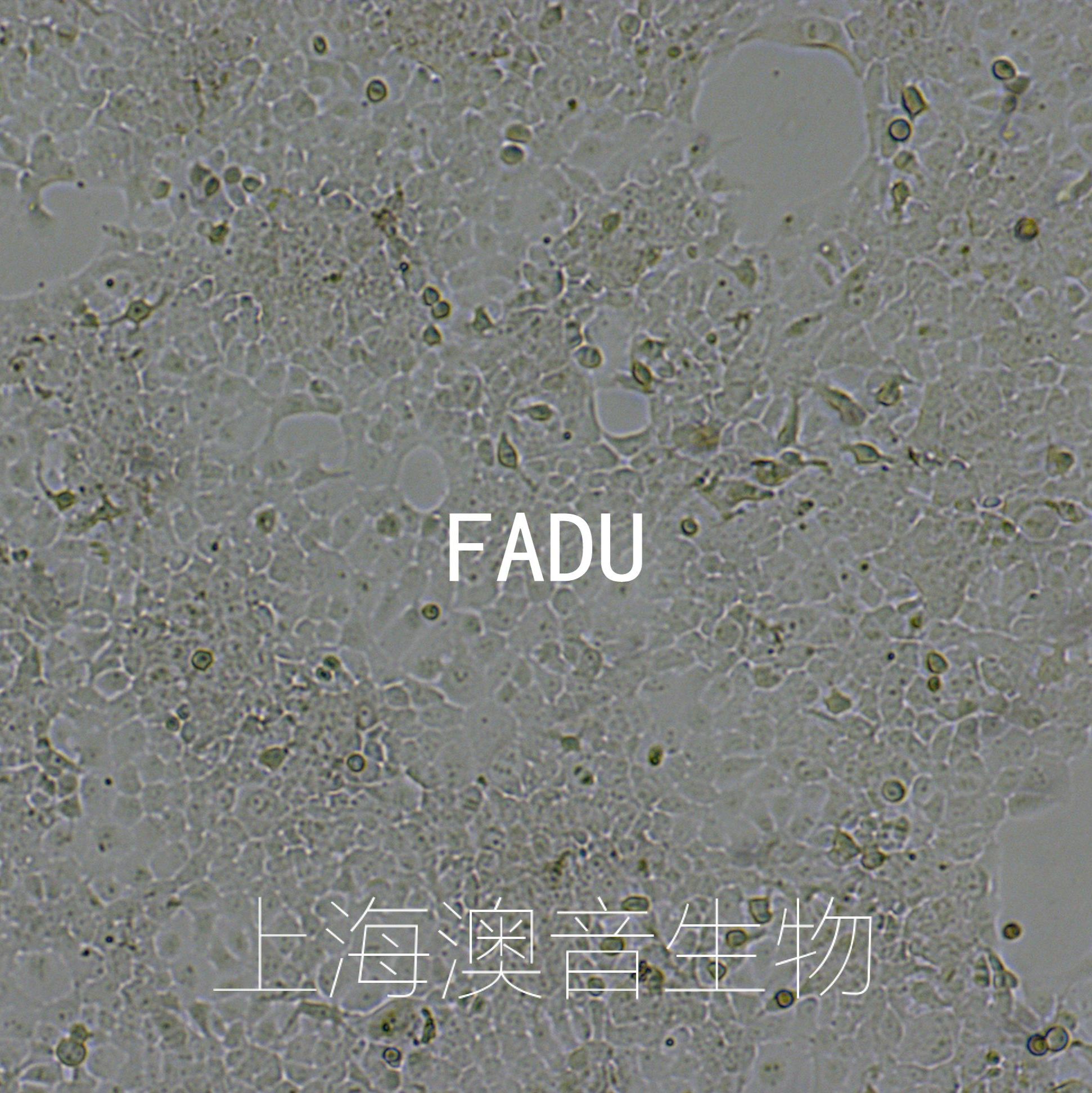 FaDu[FaDU; FADU]人咽鳞癌细胞