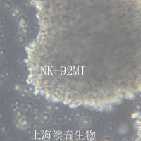 NK-92MI [NK-92 MI; NK-92 mi; NK92-MI; NK92MI; NK-92 transfected with MFG-hIL2]人恶性非霍奇金淋巴瘤患者的自然杀伤细胞