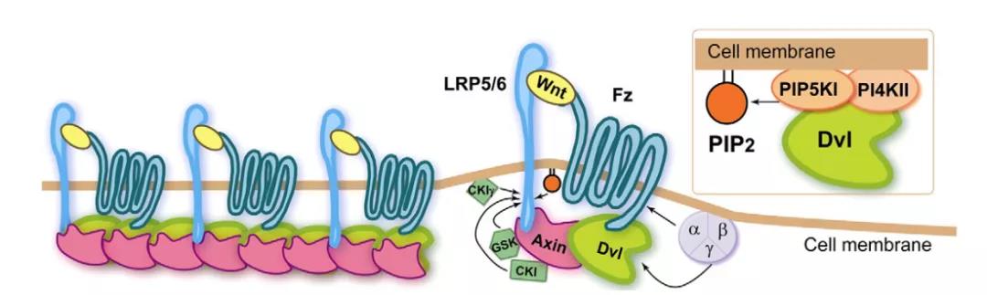 拒绝“秃”如其来，Wnt/β-catenin功不可没