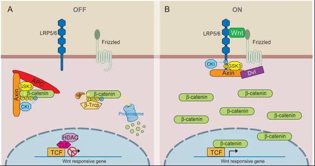 拒绝“秃”如其来，Wnt/β-catenin功不可没