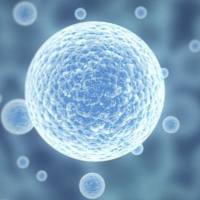 MN9D 小鼠中脑多巴胺能神经元细胞