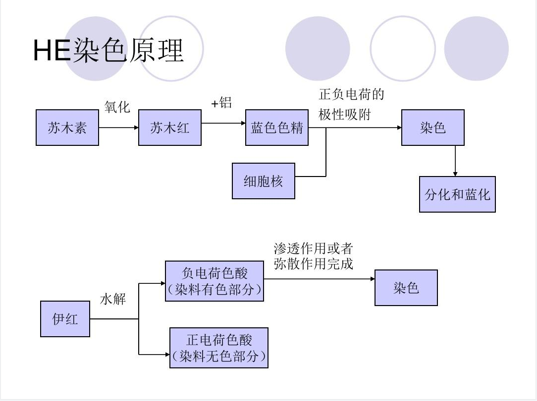 HE染色原理及经验总结