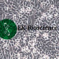 DC2.4细胞、DC2.4小鼠树突状细胞