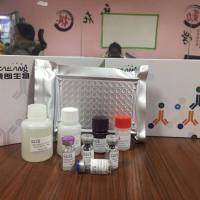 BCA蛋白定量检测试剂盒