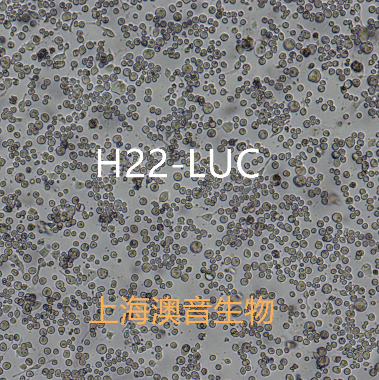 H22-LUC[H22/LUC]萤火虫荧光素酶标记的小鼠肝癌细胞系