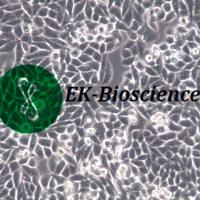 A7r5细胞系、A7r5大鼠胸大动脉平滑肌细胞