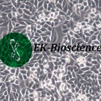 MLO-Y4细胞、MLO-Y4小鼠骨样细胞