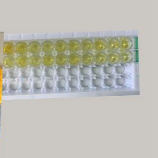 猪轴蛋白抑制蛋白2(AXIN2)ELISA试剂盒
