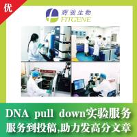 DNA pull down实验服务—DNA pulldown经验丰富案例多 / 服务到投稿 / 价格低—辉骏生物