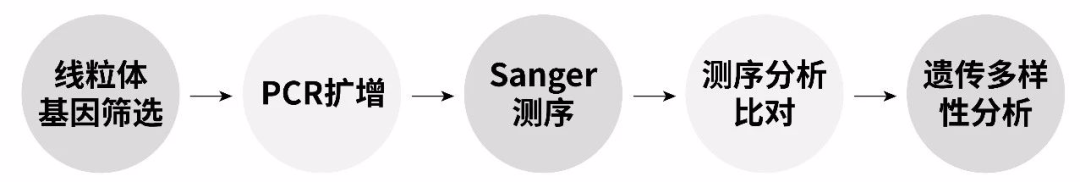 图解线粒体基因的遗传多样性分析