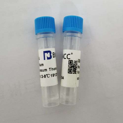 DH5α（含pcDNA3（1093）质粒）大肠杆菌
