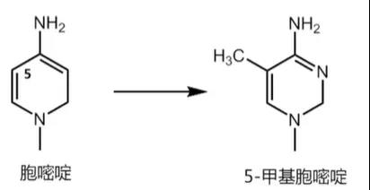 干货|DNA甲基化捕获测序研究策略