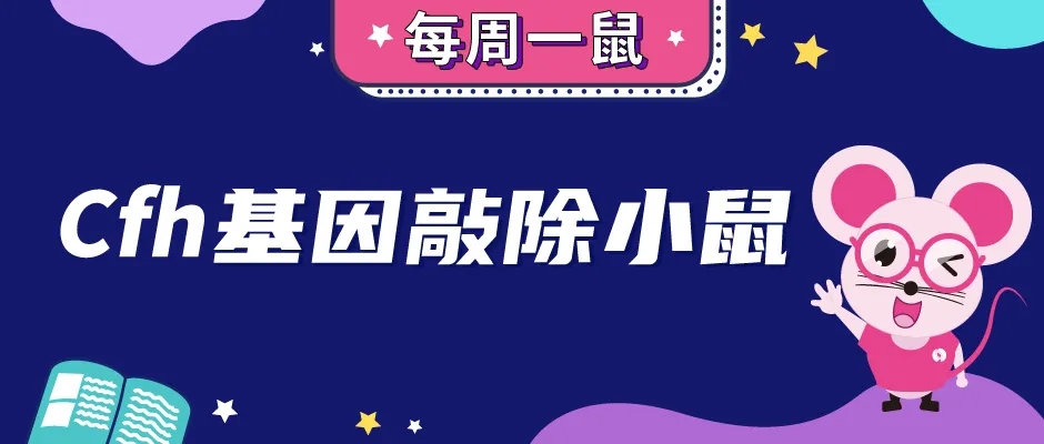 Cfh基因敲除小鼠