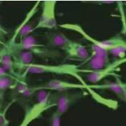 RBMEC 大鼠脑微血管内皮细胞
