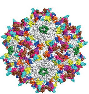 腺相关病毒|明星载体，进来了解一下？