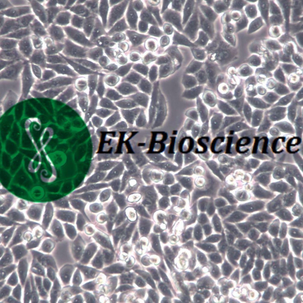 BHK-21细胞株、BHK-21细胞系、BHK-21细胞、BHK-21仓鼠肾成纤维细胞