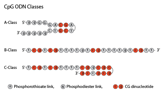 CpG ODN选择,点这里不迷路