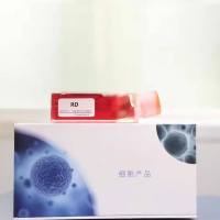 RIN-m5F（大鼠胰岛β细胞瘤细胞）