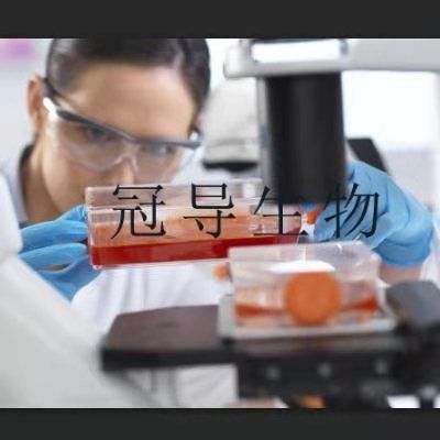 CHO-ori Cells;中国仓鼠卵巢活化克隆细胞|STR鉴定图谱