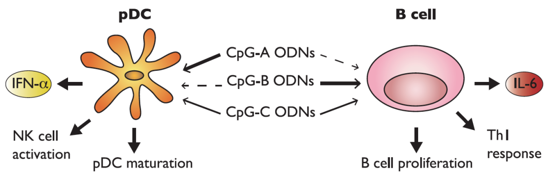 CpG ODN选择,点这里不迷路