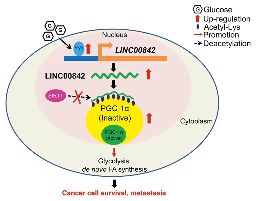 lncRNA研究进展盘点（20210625）