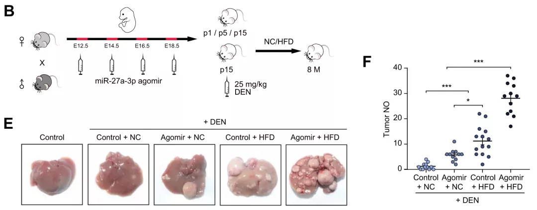 动物用agomir产品案例应用策略解析(20210623)丨含动物造模、实验处理、给药方式、给药剂量……