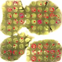 昆虫高通量行为分析系统