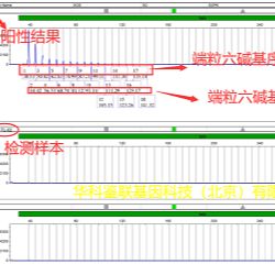 TRAP毛细管电泳法端粒酶活性检测试剂盒及检测服务