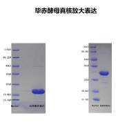 蛋白表达-毕赤酵母真核表达放大（标准项目）