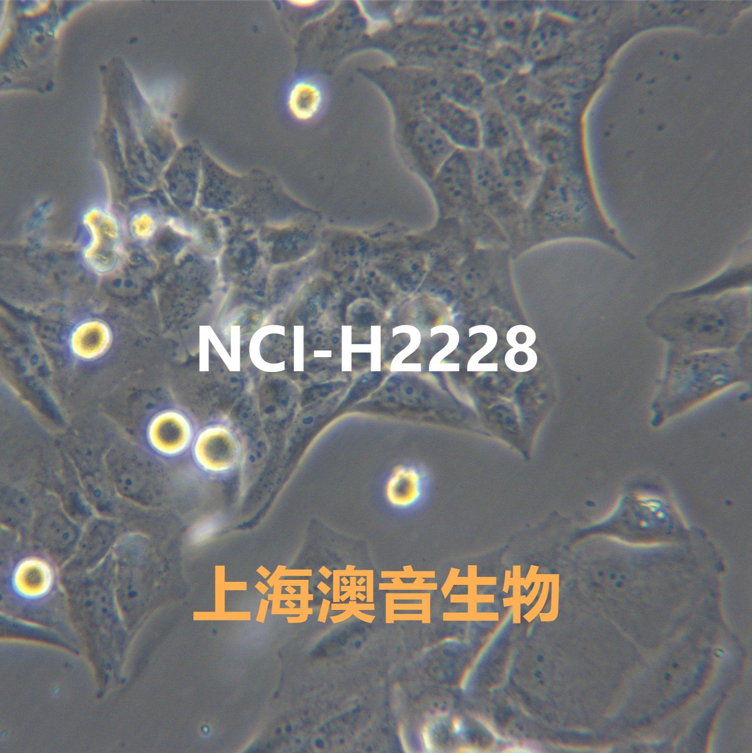 NCI-H2228[H2228; H-2228; NCIH2228]肺癌细胞