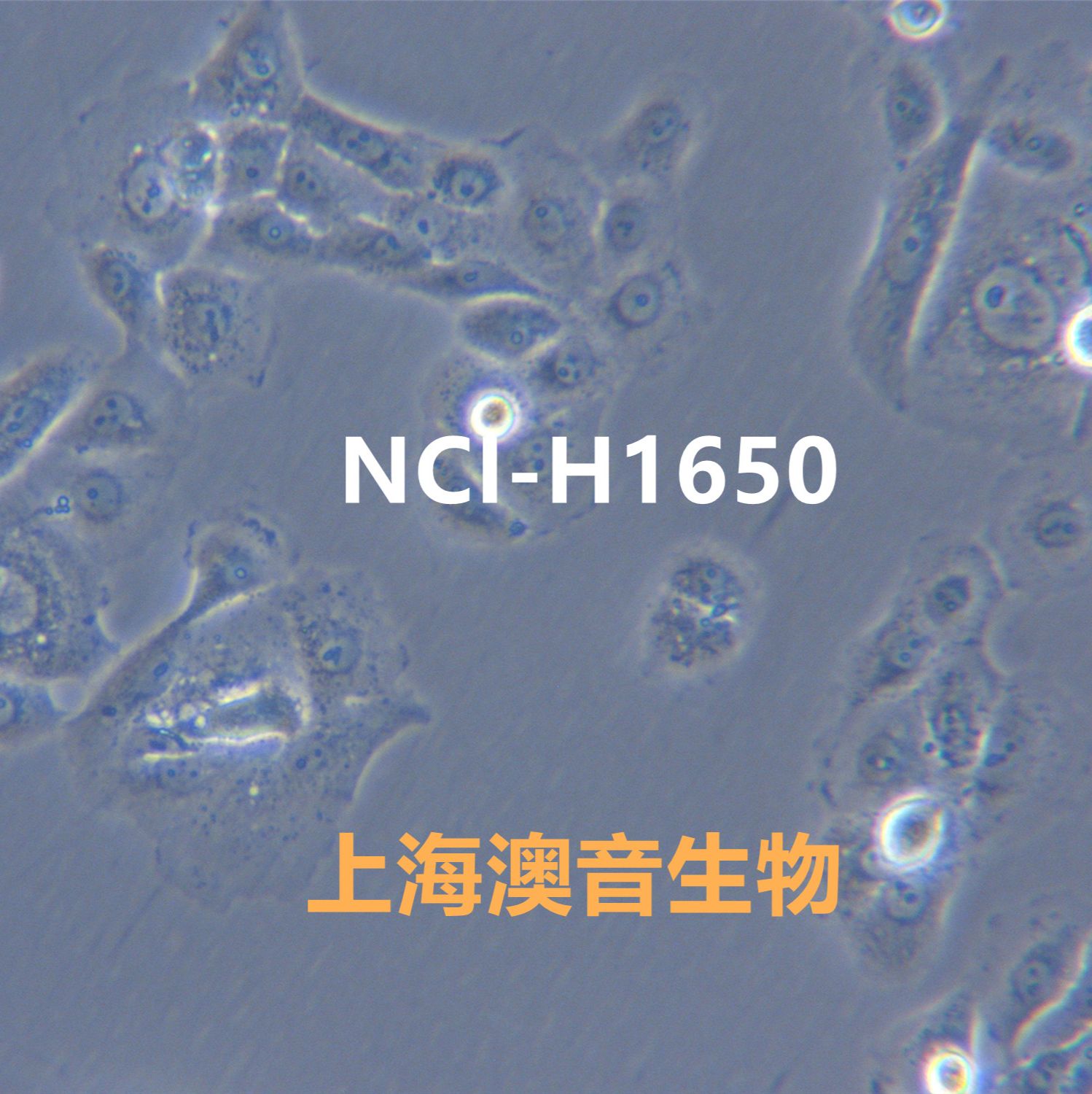 NCI-H1650[H1650; H-1650; H1650_CO; NCIH1650]非小细胞肺癌细胞