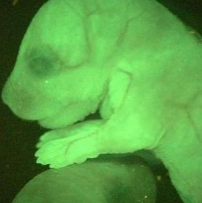 EGFP全身荧光表达小鼠