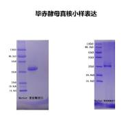 蛋白表达-毕赤酵母真核表达小样（标准项目）