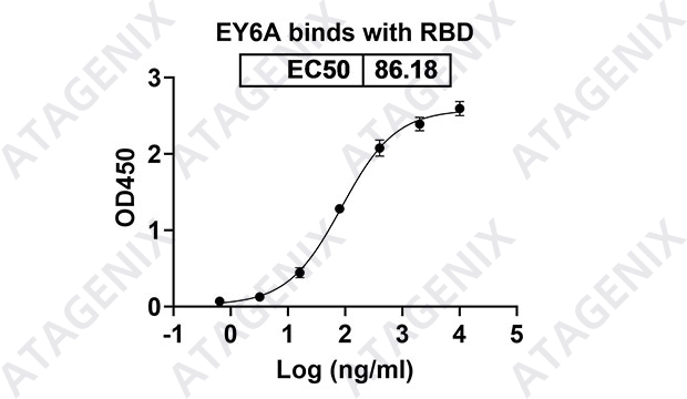 Anti SARS-CoV-2(2019-nCoV) RBD