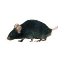 TrP53(-/-) 小鼠