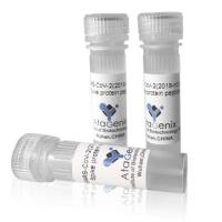 Anti SARS-CoV-2(2019-nCoV) Nucleocapsid antibody(54#)