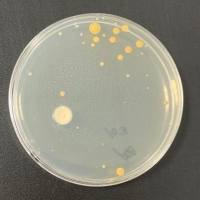 mic测定实验|抑菌和mic实验|抑菌实验|抗菌实验|最小抑菌浓度(MIC)实验