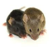 C3H/HeJ价格,详情介绍-960化工网 – 960化工网