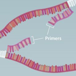 人类HSPB6基因RNA定量PCR引物(荧光染料法)