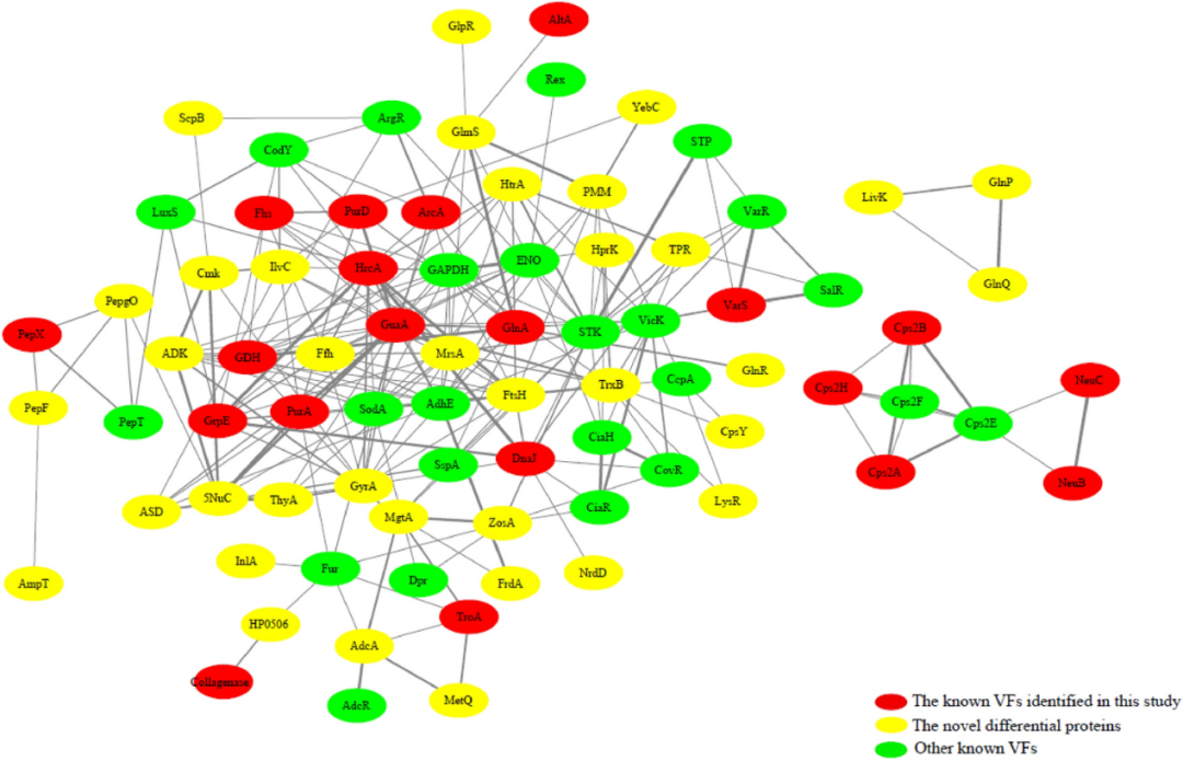 【客户文献解读】定量蛋白质组学分析表明丝氨酸/苏氨酸激酶参与猪链球菌毒力和对压力条件的适应