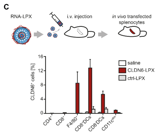 RNA 疫苗新进展，对实体瘤有疗效
