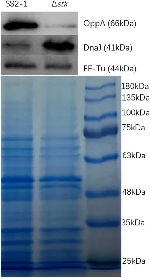 【客户文献解读】定量蛋白质组学分析表明丝氨酸/苏氨酸激酶参与猪链球菌毒力和对压力条件的适应
