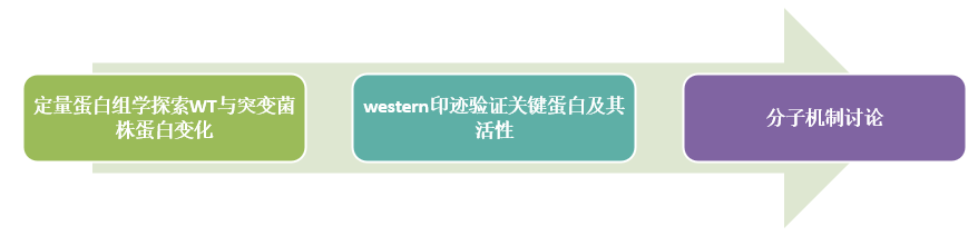 【客户文献解读】定量蛋白质组学分析表明丝氨酸/苏氨酸激酶参与猪链球菌毒力和对压力条件的适应