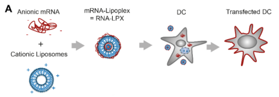 RNA 疫苗新进展，对实体瘤有疗效