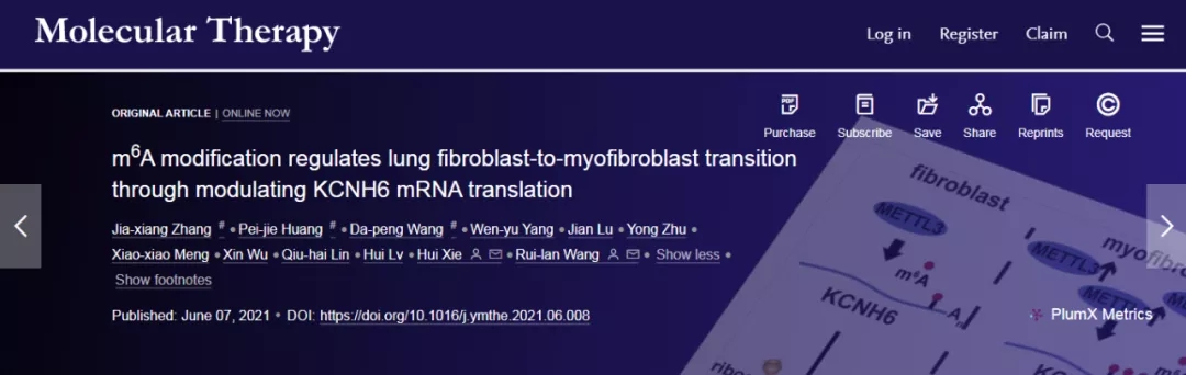 Molecular Therapy丨上海市第一人民医院王瑞兰组揭示m6A修饰调节FMT的作用机制