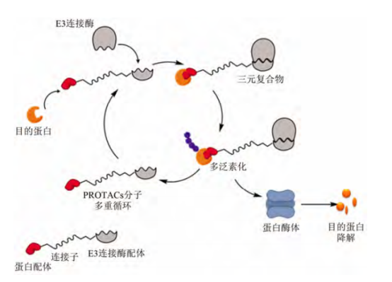 蛋白降解利用好，颠覆传统新药开发路径